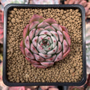Echeveria 'Morikone' 1"-2" Succulent Plant