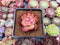 Echeveria Agavoides 'Frank Reinelt' 2" Succulent Plant