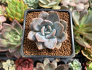 Echeveria 'Missing You' 1"-2" Succulent Plant