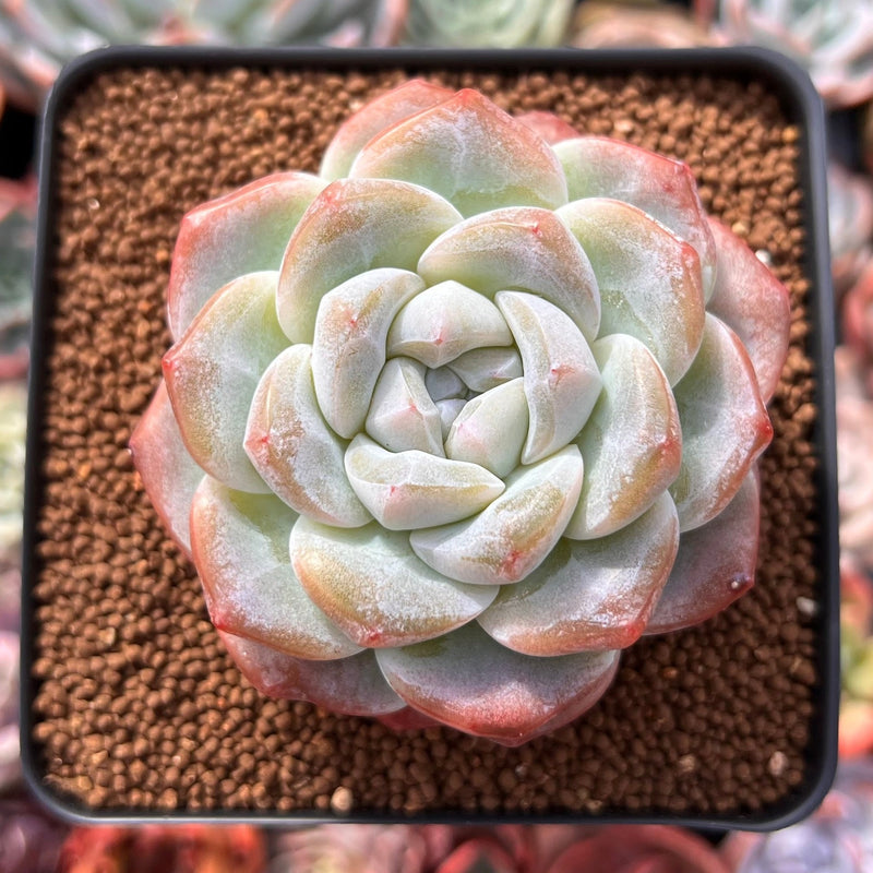 greenland succulent Echeveria 'Ice Green' 3" Succulent Plant – True Succulents Plant Co
