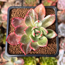 Echeveria Agavoides 'Star Boss' 2" Succulent Plant