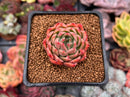 Echeveria Agavoides 'Angela Star' 2" Succulent Plant
