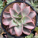 Echeveria 'Madiba' 4" Succulent Plant