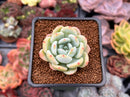 Echeveria 'Chloe' 1" Succulent Plant
