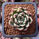 Echeveria Agavoides 'Black Cat' 1" Succulent Plant