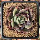 Echeveria Agavoides sp. Mutated/Variegated 3" Succulent Plant