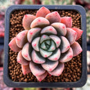 Echeveria 'Blood Spirit' 1" Succulent Plant