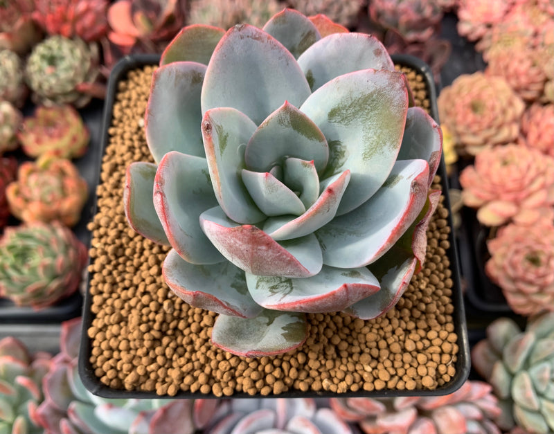 echeveria blue sky succulent plant Echeveria 'Brinks Blue' 3" Succulent Plant – True Succulents Plant Co