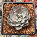 Echeveria 'Strictiflora' 2" Succulent Plant