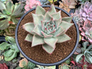 Echeveria Agavoides 'Juliet' 3" Succulent Plant