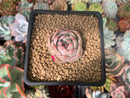 Echeveria 'Carrarian' 1" Succulent Plant