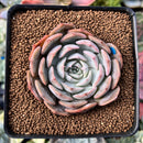 Echeveria 'Softball' 2"-3" New Hybrid Succulent Plant