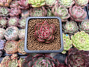 Echeveria Agavoides 'Almond' 1" Small Succulent Plant