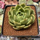 Echeveria Agavoides 'Sugar Ball' 2"-3" Succulent Plant
