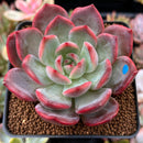 Echeveria 'Glam Pink' 2"-3" Succulent Plant
