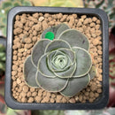 Greenovia 'El Hiero' 1" Succulent Plant