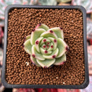 Echeveria Agavoides 'Blue Dragon' 1" Succulent Plant