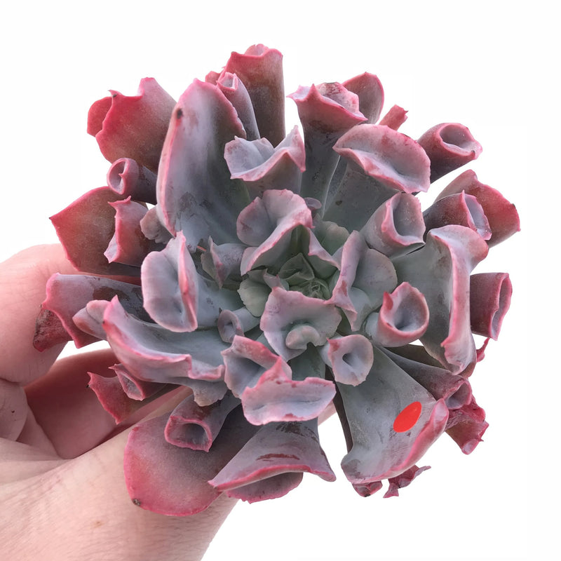 Echeveria Trumpet Pinky 3” Rare Succulent Plant