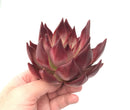 Echeveria Agavoides 'Electra' Large 6" Succulent Plant
