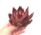 Echeveria Agavoides 'Electra' Large 6" Succulent Plant