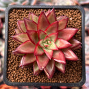 Echeveria Agavoides 'Schneider' 2"-3" New Hybrid Succulent Plant