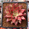 Echeveria Agavoides 'Schneider' 2"-3" New Hybrid Succulent Plant