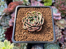 Echeveria 'Ben Badis' 1" Succulent Plant