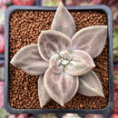 Echeveria 'Xichuensis' 2" Succulent Plant