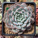 Echeveria 'Raffine' 3" Powdery Succulent Plant