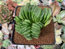 Haworthia Truncata 3" Cluster Succulent Plant