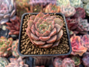 Echeveria 'Lucidum Roman' Variegated 2" Succulent Plant