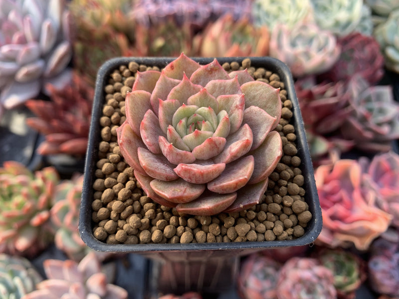 roma succulent Echeveria 'Lucidum Roman' Variegated 2" Succulent Plant