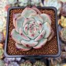 Echeveria 'Ratam' 2" Succulent Plant