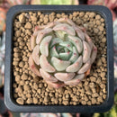 Echeveria 'Norma' 1" Succulent Plant