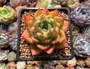 Echeveria Agavoides 'Apple' 2" Succulent Plant
