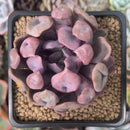 Echeveria 'Cupid' 2" Succulent Plant