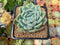 Echeveria 'Lemon Berry' Mutated/Variegated 2" Succulent Plant