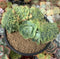 Echeveria 'Pastel' Crested 5" Succulent Plant