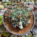 Echeveria 'Trumpet Pinky' 7"+ Large Succulent Plant