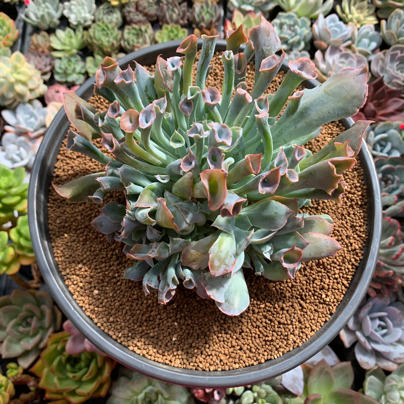trumpet pinky succulent Echeveria 'Trumpet Pinky' 7"+ Large Succulent Plant