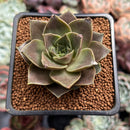Echeveria 'Mysterious Rose' 2" Succulent Plant