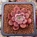 Echeveria 'Roman' 1" Succulent Plant