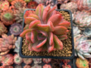 Echeveria 'Luella' 3" Succulent Plant