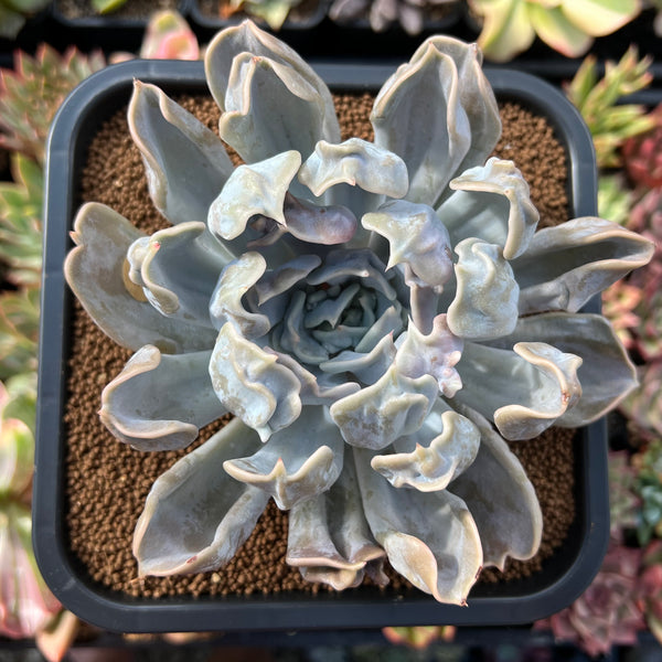 Echeveria 'Thriller Pearl' 4" Powdery Succulent Plant