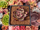 Echeveria Agavoides 'Ebony' 2" Succulent Plant