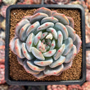 Echeveria 'Orange Monroe' 2"-3" Succulent Plant