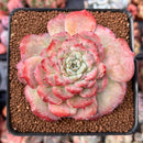 Echeveria 'Lovely' 2"-3" Succulent Plant