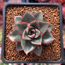 Echeveria 'Monocerotis' Lightly Variegated 2" Succulent Plant