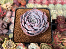 Echeveria 'Pinky' 2" Succulent Plant