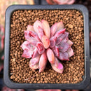 Echeveria 'Devolution' 1" Succulent Plant